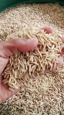 setiap butir padi adalah harapan maka cegahlah hama padi dengan pupuk satu ini #corpcure #pupukcorpcure #pupukcair #wereng #benihpadisimbok 