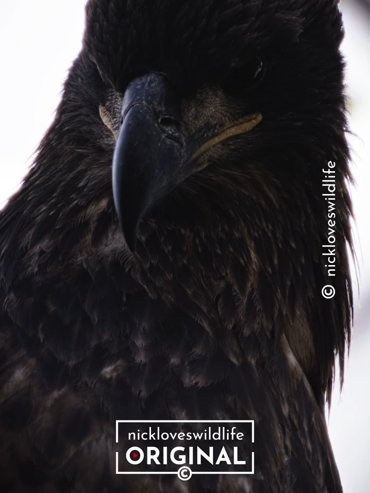 JUVENILE BALD EAGLE CLOSE UP 🦅 #wildlifephotography #photooftheday #naturephotography #baldeagle #eaglephotography