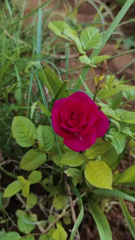 {فَإنْكَ بِأعْيُنِنَا} وهل بعدِ هذه المواساة قلق، بأعين الله نحن وكل ما نملك.... . .  . #تصويري #عشاق_الورد🌷🍂 #ورد_جوري #ورداتي #foryou 