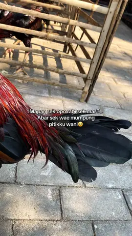 Nek kw pie mas? 