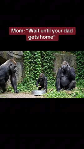 Classic parenting moment every family knows. 🦍😂                                              Baby gorilla banging a bowl, mum stressed with hand across her face… dad walks in, sees the chaos, and quickly leaves  (Video made with AI assistance) #Gorilla #ParentingHumor #MomTok #DadTok #CoupleHumor #Zoo #AnimalHumor #RelatableAF #ParentTok