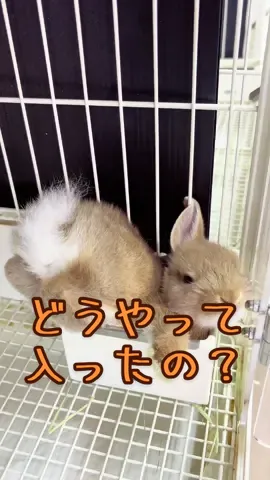 寝姿💤がヤバすぎて 意味不明🤣 @うさうさラビトリー川口店　石のモフ山🐰  🐰うさうさラビトリー川口店🥕 埼玉県川口市芝5374-16 芝マンション1階 102号　川口産業道路沿いローソンさんとすき家さんの反対車線側です 駐車場2台分ございます マンション裏47番と48番です 営業時間AM11:00〜PM19:00 定休日:火曜日・木曜日 ☎︎048-260-6155 【動物取扱業の表示】　　　　　　　　　　　　　　　　　　　　　　　　　　　　　　　　　　　　　　　　　　　　　　　　　　　　　　　　　　　　　　　　　　　　　　　　 事業所の名称 うさうさラビトリー川口店 事業所の所在地 川口市芝5374-16 動物取扱業の種別　販売・保管 登録番号 第505-22号(販売) 第505-23号(保管) 登録年月日　令和5年11月10日 登録期間の末日　令和10年11月9日 動物取扱業責任者　石山 太智 #うさぎ  #うさぎ専門店  #ホーランドロップ #ネザーランドドワーフ  #うさうさラビトリー川口店      
