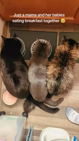 the tiny gray one is mama. the babies just turned 9, and mama will be 10 in October 😭