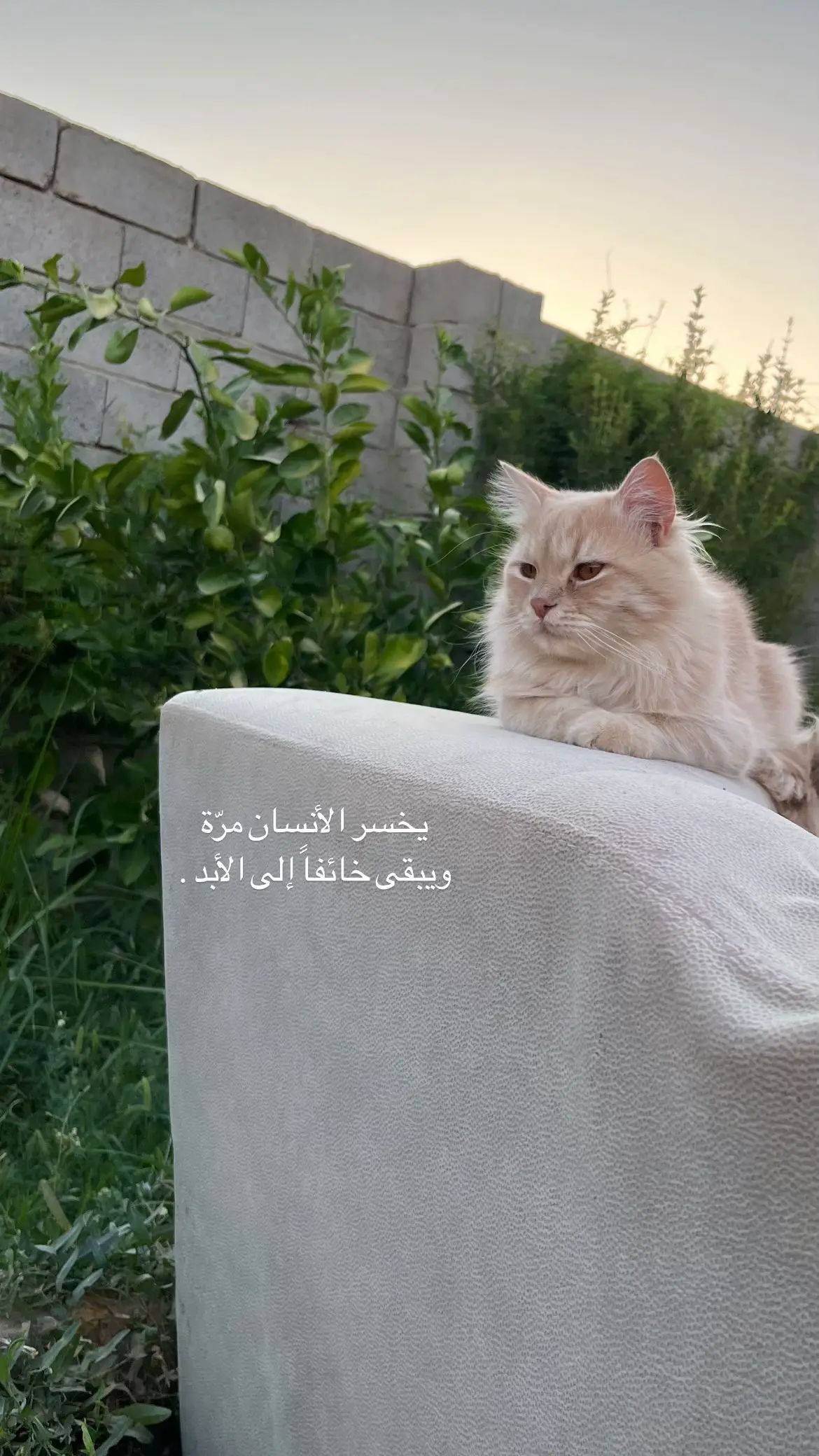 #عبارات #تصويري_احترافي_الاجواء👌🏻🕊😴 #اقتباسات #عباراتكم_الفخمه📿📌 #قطط #اكسبلور #تصويري📸 #cat #fyppppppppppppppppppppppp #الانبار_موصل_بغداد_اربيل_كل_المحافظات 