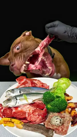 Pitbull’s meal 🍖お肉はこちらで購入してます👇 　　　　　　https://www.wan-mart.com/ #pitbull #mukbang #ASMR  @BounceThePitbullﾊﾞｳﾝｽﾁｬﾝﾈﾙ🇯🇵 