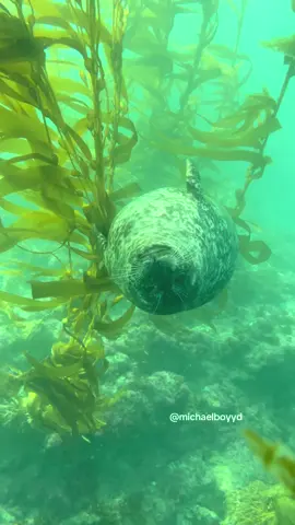 that one seal edit #seal 