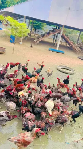 #เจ้าหวอ #ที่นี่คิงโพธิ์ดำฟาร์ม #ไก่เยียร์คิงโพธิ์ดำฟาร์ม #เปิดการมองเห็น #ผู้จัดการคิงโพธิ์ดํา 