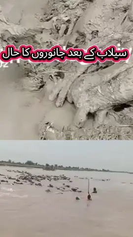animal after flood #mengora #bunner #swat #mengora_sawat_pakistan 