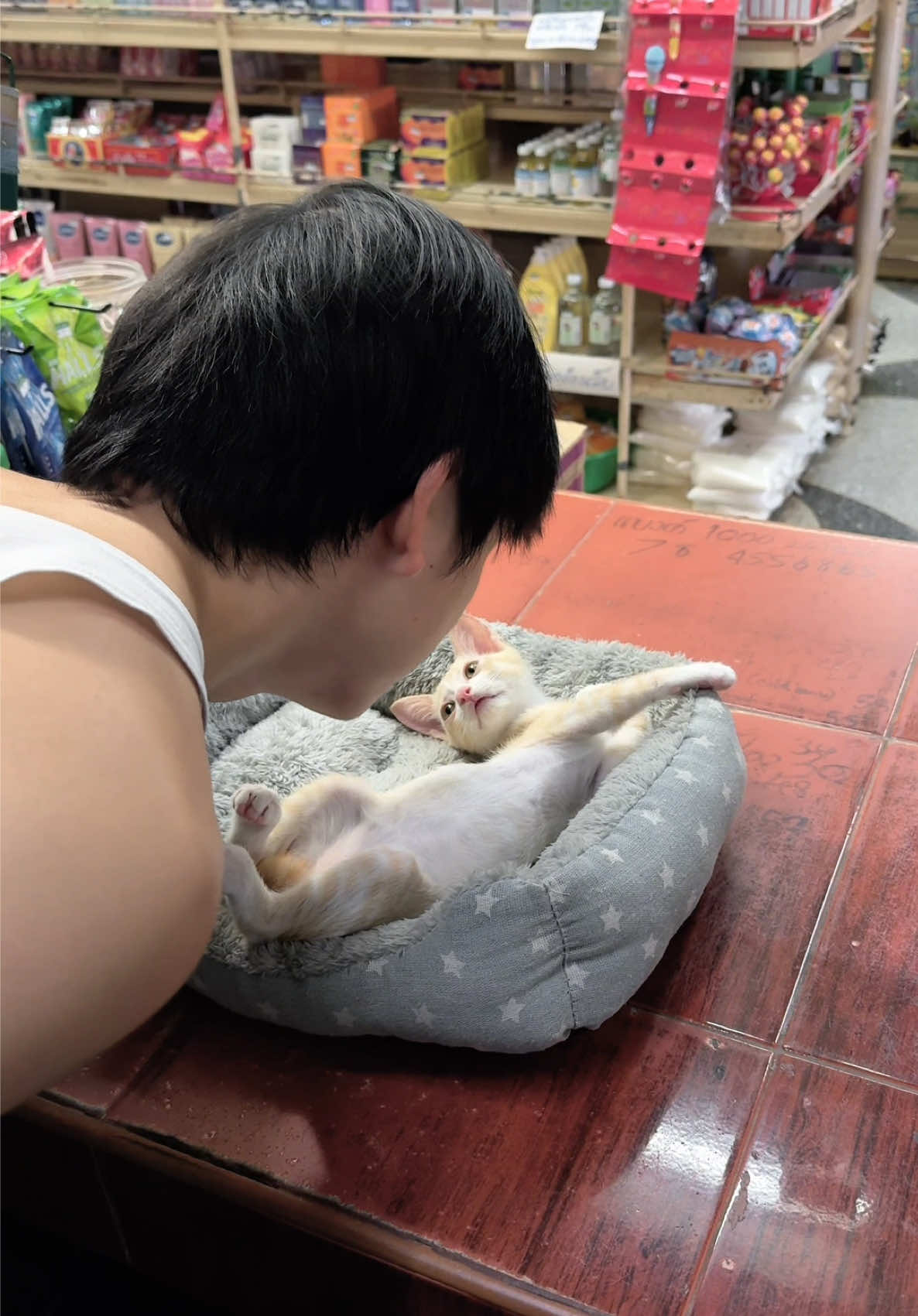 พุงเต่งนักใช่มั้ย... #สวนสัตว์tiktok #ทาสแมว 