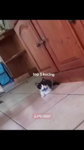 top 5 kucing😹#top5 #kucing #meme #fypシ゚ 