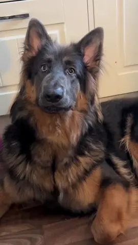 good morning #germanshepherd #gsdlove #gsd 