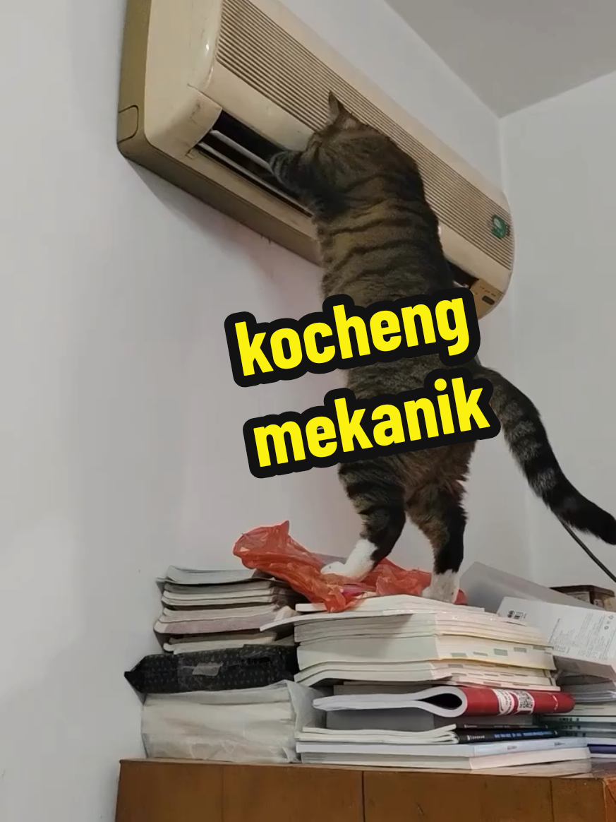 sape kata kocheng rehat makan tido je..ni haaaa.. tengah repair ekon bibik. baikkan kiterr #catsoftiktok #kucinglucu 
