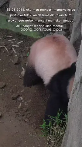 #huibao #huibaopanda #fypシ゚viral #everlandkorea #giantpanda #baofamilyinkorea #pandaworld #pandababy #pandalover #fyp #pandalife #panda #baofamily 