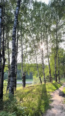 Белая берёза  #берёза #деревня #природа #лето #лес