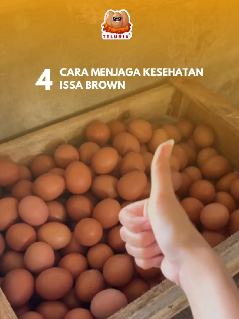 ISSA Brown dikenal sebagai ayam petelur yang produktif banget, tapi tetap butuh perawatan supaya sehat dan konsisten hasil telurnya. 🌟 Dengan langkah sederhana ini, ISA Brown kamu akan tetap sehat, bahagia, dan bertelur maksimal setiap hari. Jika anda tertarik untuk memulai bisnis ayam petelur, hubungi kami segera! 🤝🏻 .. Untuk Informasi lengkap tentang kami, klik link di bio! ✉ : lper.teluria@gmail.com 🌐 : www.teluria.id 📞 Call/Whatsapp : ‪‪‪‪‪+62-877-8004-3215‬‬‬‬‬ 📍 Alamat LPER Teluria : Jl. Pelita Utama Perumahan Pondok Melati Indah No.74, RT.005/RW.005, Jatiwarna, Kec. Pd. Melati, Kota Bks, Jawa Barat 17415 #lperteluria #membangunnegeridenganhati #ayampetelur #fyp  #fypシ゚viral 