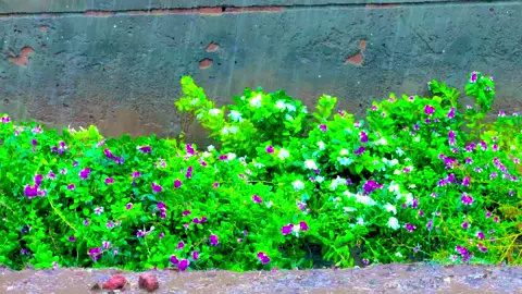 Mahi ta mera phullan da shoki #پنجابی_کلچر🌾🍂 #panjabiculturephotography #tanveerhunjra1 #barish #mahitamera 