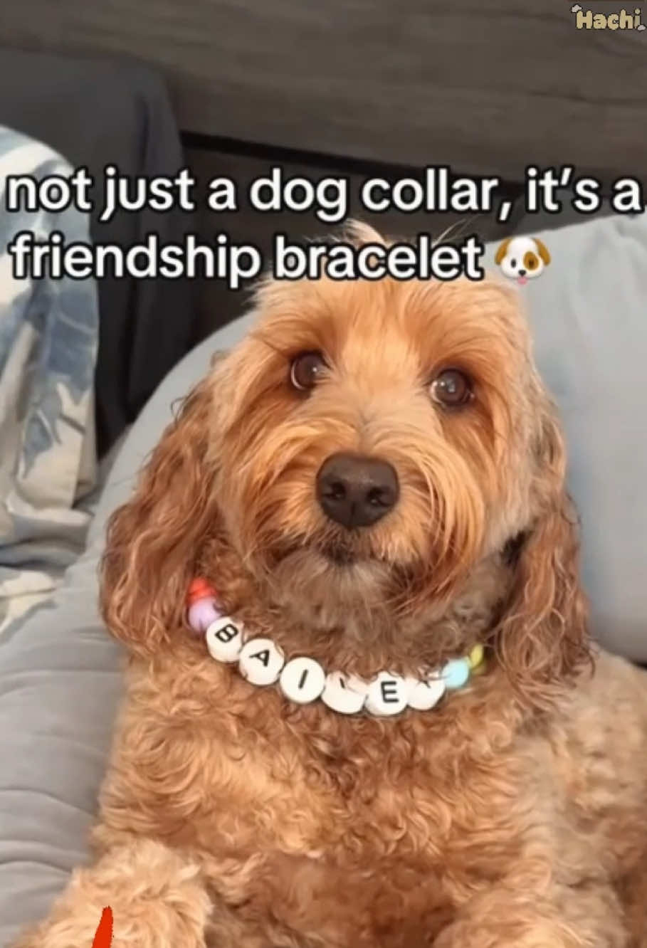 Friendship matching set #friendshipdog #dogandowner #dogcollarshandmade #beadeddogcollar #bestfrienddog