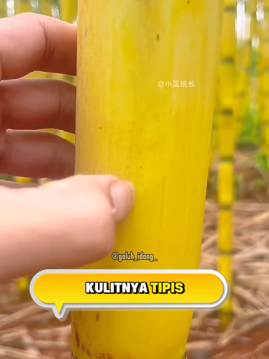 Judul: 🌈 Aneka Jenis Tebu dengan Rasa Unik Ternyata tebu punya banyak jenis dan rasa, mulai dari tebu pelangi yang super manis, tebu kuning beraroma bunga, hingga tebu hitam yang paling umum. Setiap jenis punya keunikan sendiri, segar dan nikmat dikunyah maupun dijadikan minuman. 🍹 #TebuManis #JenisTebu #TebuPelangi #TebuKuning #TebuHijau 