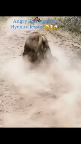 Hyena at the wrong place!  #elleafricasafaris #elleafricasafari #wildlife #safari #africanwildlife 