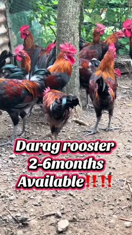 Darag chicken #daragchicken #darag #chickenfarming 