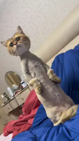 Động vật đáng yêu #xuhuong #petcute #cat #dangyeu #animals 