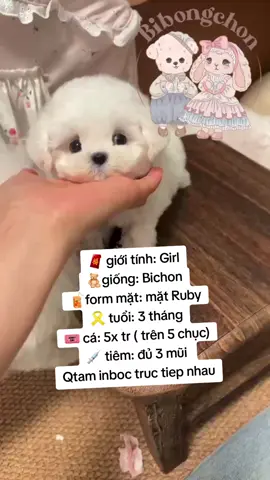 bichon #cute #bichon #bibongchon 