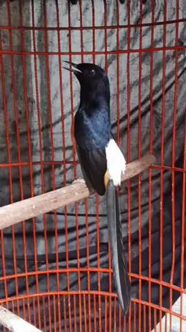 mewah FULL SET DAPAT SANGKAR HITAM BAGUS ADA TEBOK CUMA 3500 AJA