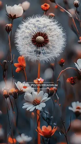 #fyp #foryoupage❤️❤️ #CapCut #tik_tok #foru #tamilsong #capcut_edit #