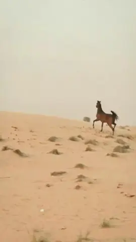 #صباحكم_أحلى_صباح🌹🌹 #sad #tearschallenge #fypシ゚viral🖤tiktok☆♡🦋myvideo #😔🖤fypシ゚viral🖤tiktok☆♡ 