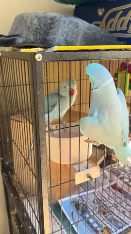 When your husband annoys you #talkingparrot🦜🦜🦜🦜🦜 #parrotsoftiktok #indianringneckparrot #parrotlover #peekaboo 