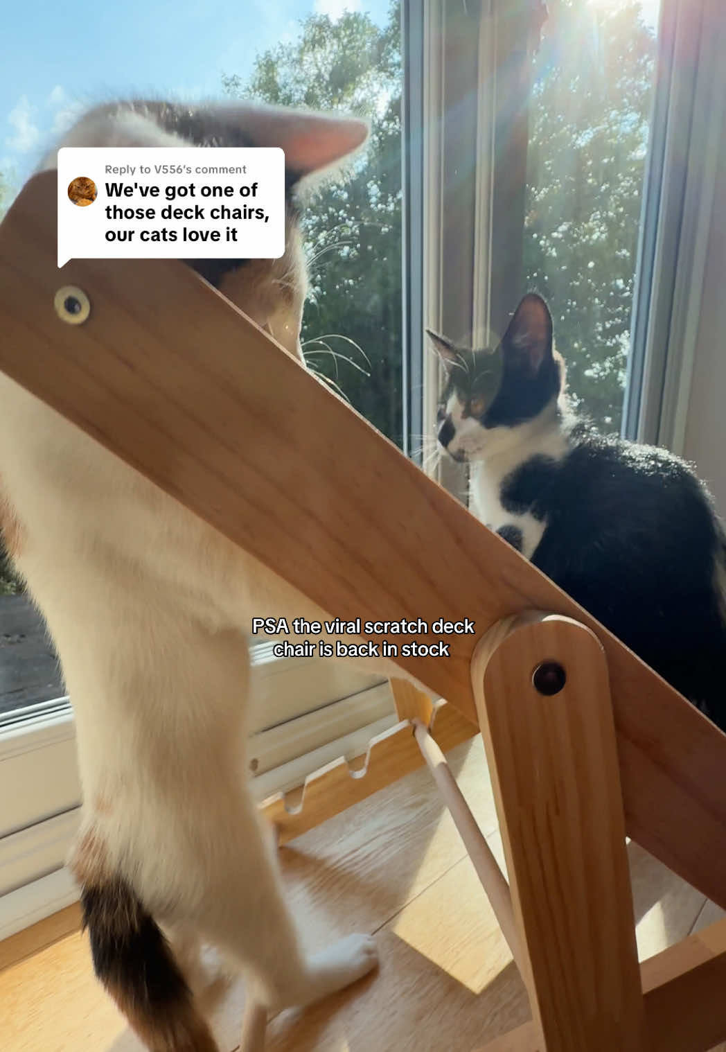 Replying to @V556 everyone went crazy for this and we know why! The kittens LOVE this scratch mat, hours of fun🤩 