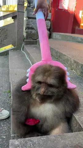 #monkey #monkey #xingxing #cute #lovely 