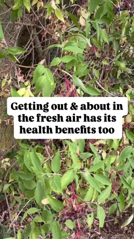 If you haven’t gathered your immune boosting elderberries from the hedgerows just yet, now is the time to do it! You can gather them, destalk & wash them (a splash of vinegar helps kill the little bugs) & if need be, pop them in a freezer bag until you have time to make your elderberry cordial. Time is of the essence!  They are almost over…. It makes the most delicious cordial/syrup to help boost your vitamin C & more over the winter months! Nicky #elderberry #elderberries #elderberrysyrup #elderberrybenefits #immunesupport 
