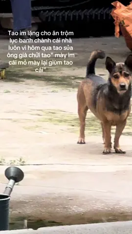 Rút kinh nghiệm nghỉ chửi t nha mạy#bun #choco #bunmatngu #fyp #gau 