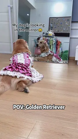 Girls being girls. 🥰✨ #viral #goldenretriever #dogliver #funny #foryou 