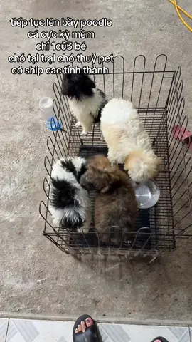 #yummy poodle siêu mập ú , cá quá ư là học sinh luôn , anh chị nhanh tay kẽo hết ạ 