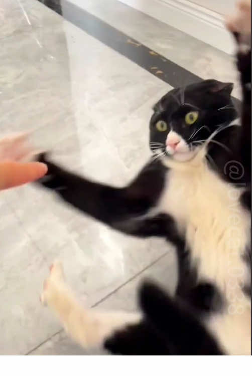 abstract cat. 