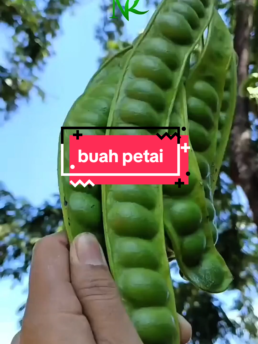 Petai, Si Kacang Bau yang Kaya Sejarah #fypシ #faktaunik #petai 