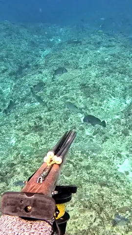 #spearfishing #creatorsearchinsights #fishingvideo #tiktok #followers 
