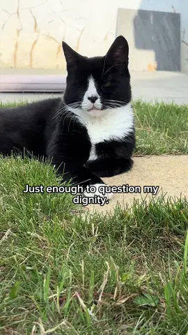 Toot toot #storytimes #storytime #felix #chaos #tuxedocatsoftiktok 