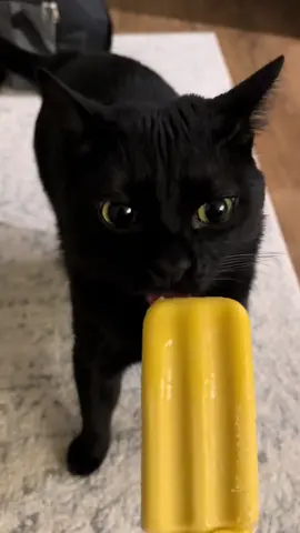 Black cat activities #fyp #funny #blackcat #catsoftiktok #creatorsearchinsights 