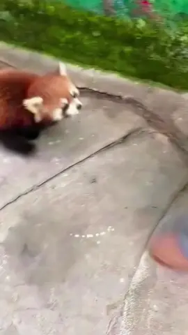 Funny red panda #fun #funny #funnyanimals #redpanda #funnyredpanda #redpanda #fyp#foryou #foryoupage 