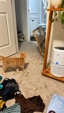 Funny cat jump fail #fyp #foryou #cat #cats #catsoftiktok