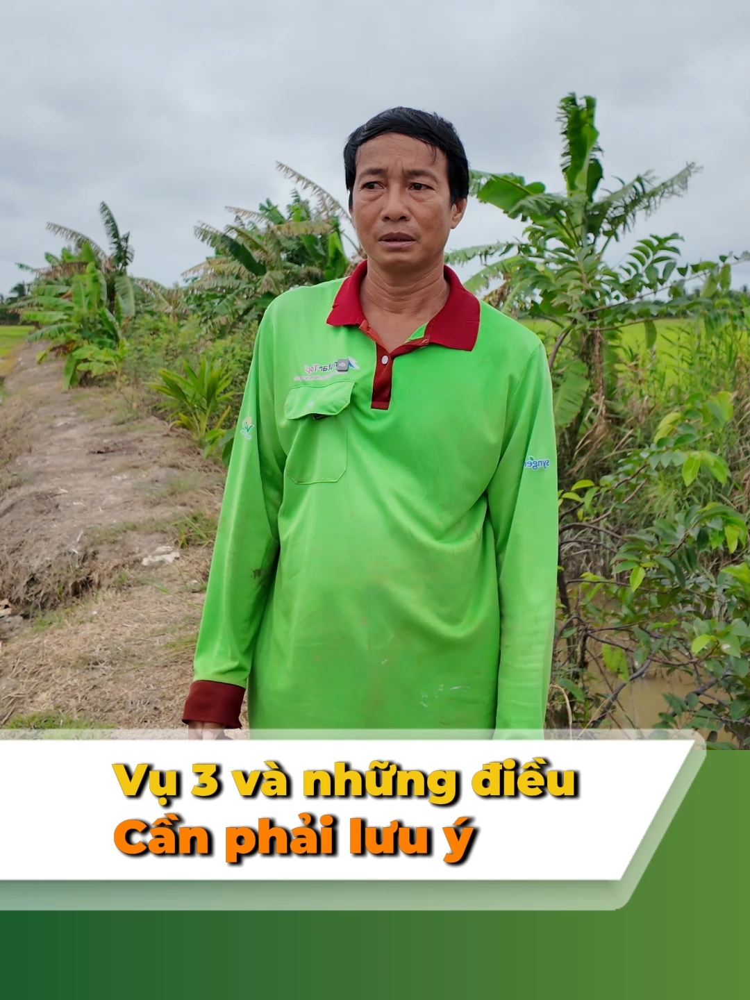 những điều cần lưu ý khi sạ vụ 3 #chiase #agrijapan #dongbubongkeo #nongnghiep #kysutin 
