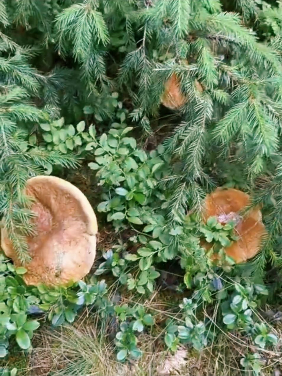 💪🏻🍄‍🟫💪🏻❤️🌲❤️#pilz #boletus #mushrooms #білігриби #funghi 