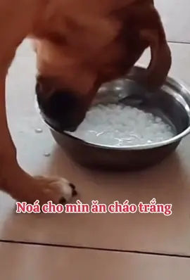 #huyenmy18tq #giaitri #xuhuong #cat #dog 