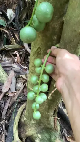 Berpetualang kehutan , mencari buah dan makanan di hutan #PestAPBoots #apboots #twindatelive #apbootsstyle #lombavideoapboots @PestAPBoots 