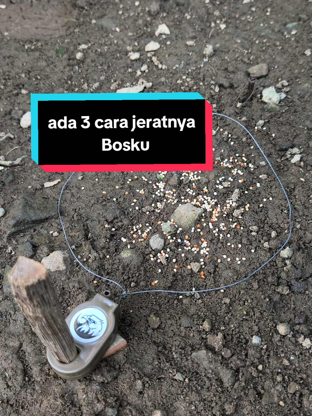 Membalas @kadek_danan12jrbakan tali otomatis,cara kena.nya seperti ini Bosku#jeratburung #bolang #ayamhutan #ruakruak #perangkap 
