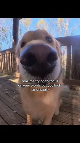 relatable? #dogsoftiktok #relatable #dogtok #couplegoals #relationshipmemes 