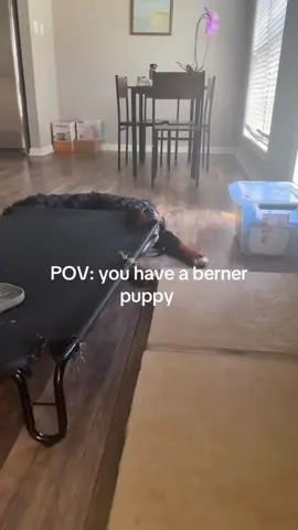 Oops! Dogs getting stuck #dog #dogsoftiktok #funnyvideo #fyp #pet 